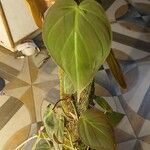 Philodendron camposportoanum पत्ता