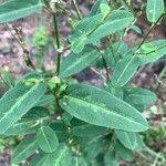 Alysicarpus ovalifolius Leaf