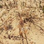 Sesamoides purpurascens 花