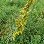 Solidago virgaureaFlor