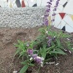 Salvia leucantha Цветок