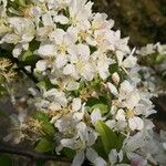 Malus prunifolia Flor