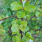 Salix aurita Blatt