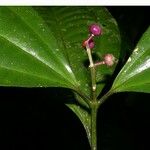 Miconia gracilis Otro