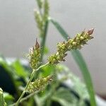 Echinochloa crus-galli Flower