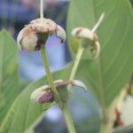 Psidium guineense Fruit