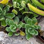 Saxifraga hostii Likasa