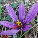 Crocus cartwrightianus Herb.Кветка