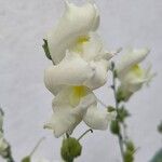 Antirrhinum majusFlower