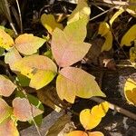 Toxicodendron pubescens Лист