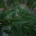 Oenothera biennis পাতা