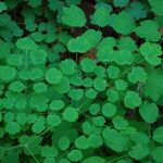 Thalictrum fendleri Leaf