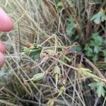 Geranium viscosissimum Blomst