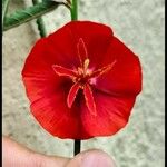 Pentapetes phoenicea Λουλούδι