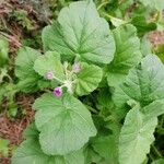 Erodium laciniatum Deilen