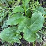 Arum cylindraceum Blad