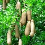 Kigelia africana Meyve