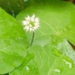 Hydrocotyle leucocephala Leaf