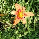 Hemerocallis fulvaFlower