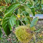 Castanea mollissima Fruit