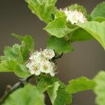Crataegus maximowiczii Flor