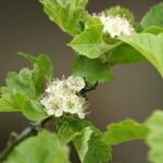 Crataegus maximowiczii