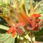Melianthus comosus Kvet