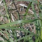 Liatris cylindracea Lapas