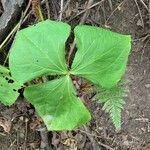 Trillium erectum برگ