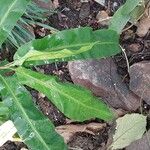 Alpinia mutica Φύλλο
