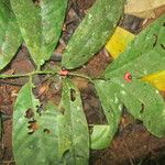 Heisteria macrophylla Hoja