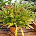 Guzmania lingulata অভ্যাস