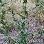 Cichorium intybus叶