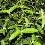 Sida spinosa Φύλλο