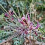 Astragalus incanus Habitus