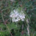 Daucus carotaFlor