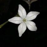 Nicotiana longiflora Blomma