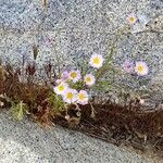 Erigeron glabellus Цветок