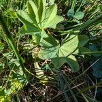 Alchemilla monticola Leaf