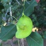 Pterocarpus rotundifolius Fruit