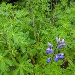 Lupinus nootkatensis その他の提案