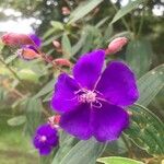 Tibouchina urvilleanaFlor