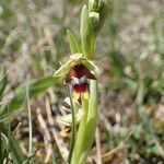 Ophrys insectifera Flor