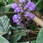 Dichorisandra thyrsiflora Λουλούδι