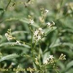 Ceballosia fruticosa Mosusu