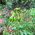 Tacca leontopetaloides Квітка