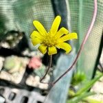 Crassothonna capensis Çiçek