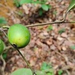 Garcinia epunctata Φρούτο