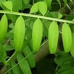 Vicia hirsuta Blad