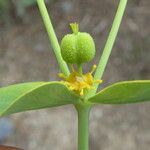 Euphorbia biumbellata Fruit